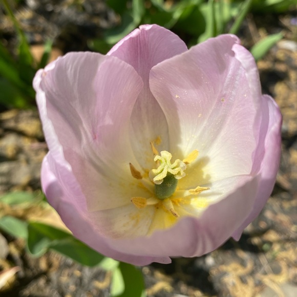 Meet your Posher, Amele - Picture 1 of 1